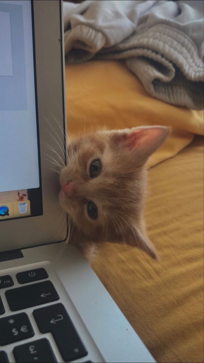 smol silly cat (@catsillyness) on Twitter photo 