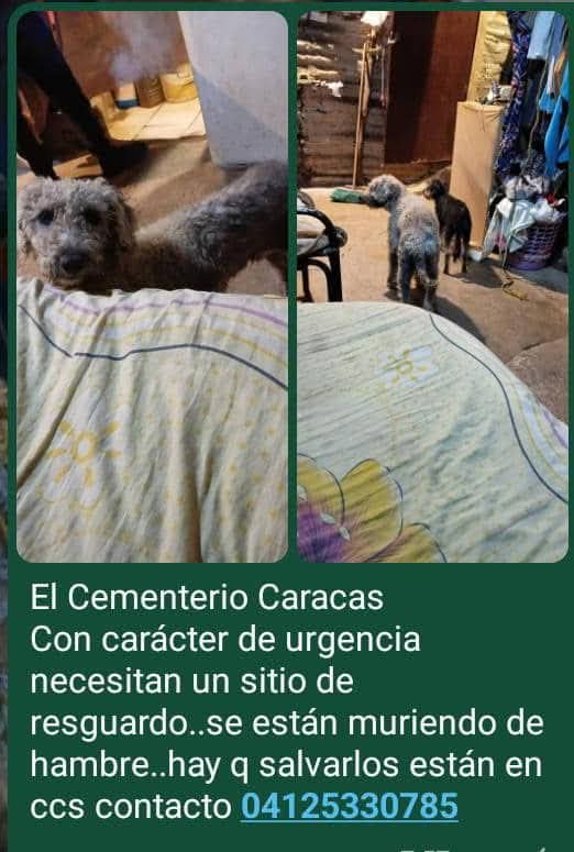 URGE hogar temporal, Caracas