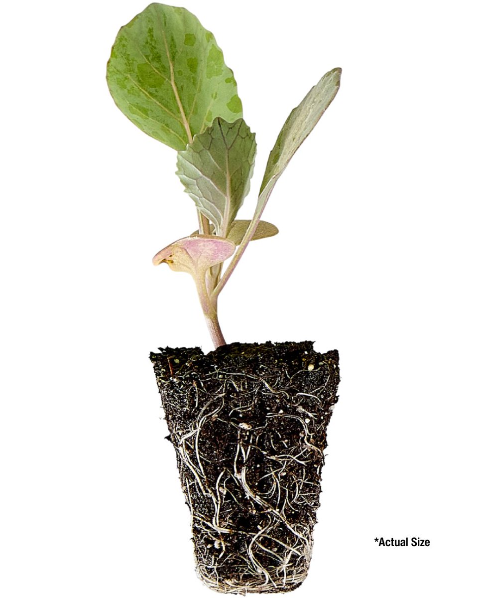 bonnieplants's tweet image. All Hail the King! 👑 Cabbage is Veggie of the Year

Our brand-new O-S Cross Cabbage plugs make it easier than ever to grow your own "giant" harvest. 🥬 Start your cool-season garden with the veggie that started it all.

#Cabbage #Gardening #Plugs #BonniePlants #YearofTheCabbage