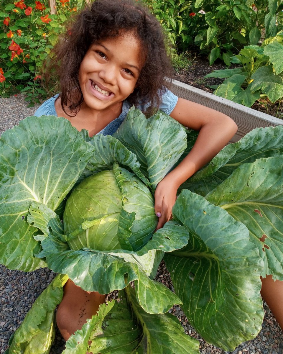 bonnieplants's tweet image. All Hail the King! 👑 Cabbage is Veggie of the Year

Our brand-new O-S Cross Cabbage plugs make it easier than ever to grow your own "giant" harvest. 🥬 Start your cool-season garden with the veggie that started it all.

#Cabbage #Gardening #Plugs #BonniePlants #YearofTheCabbage