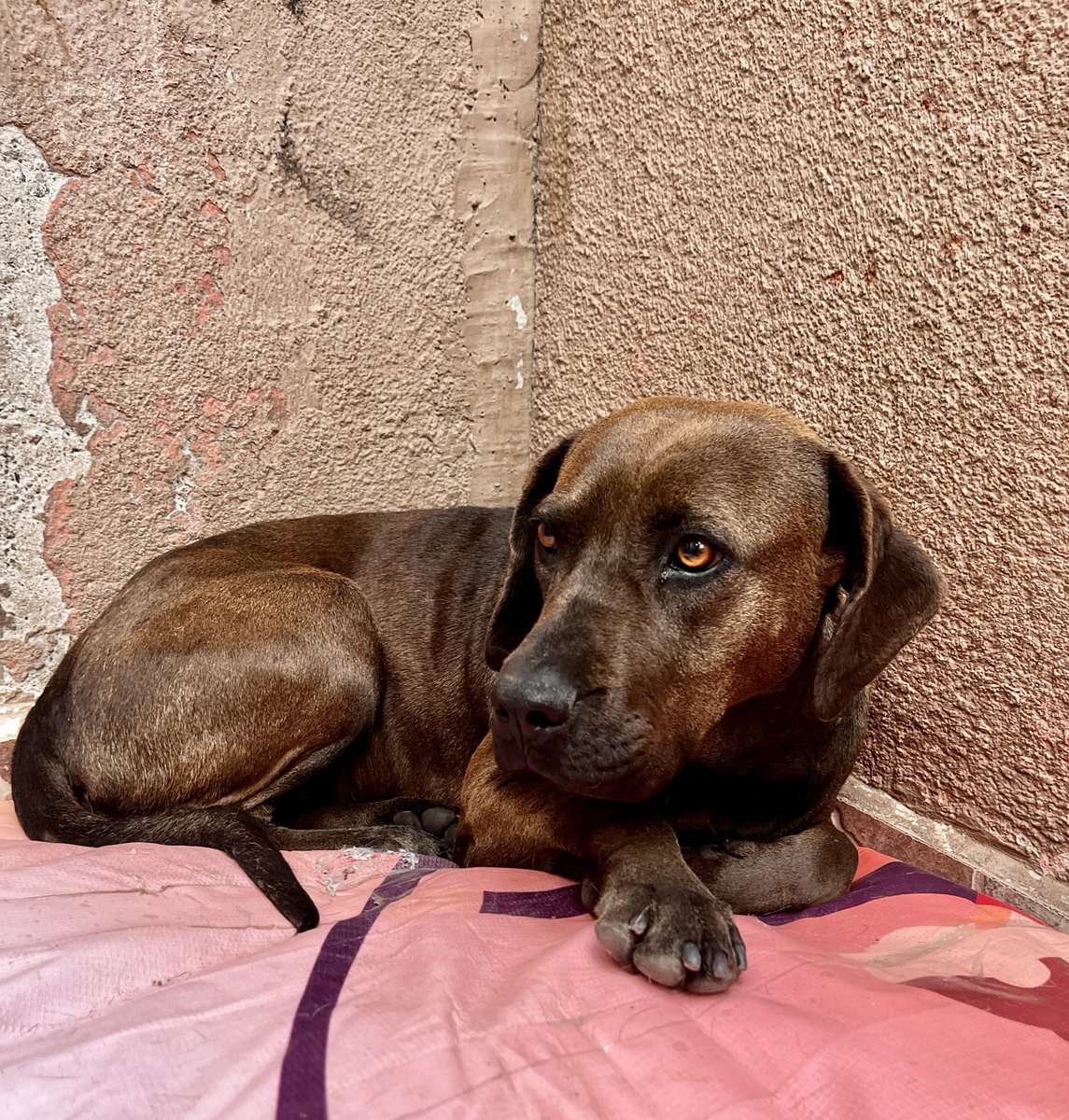 Diego Canales tweet media