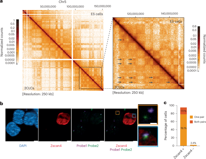 NatureSMB's tweet photo. New online! Z-DNA formation regulates the totipotent-like state and primes Zscan4-dependent chromatin compartmentalization https://t.co/N5vbeerj4H https://t.co/5NcCLZnrQw