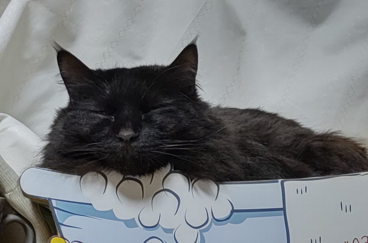 昨夜夫にいじり倒されて満足してるぬっこ。 #黒猫 #ぽん介 #可愛いは正義