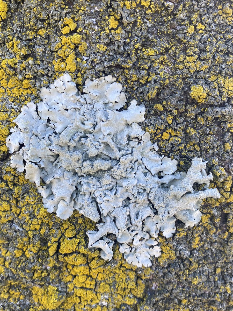 chiilichen's tweet image. おはよお〜

ギリシャラブが解散してたことをさっき知って悲しくなっています🫏曲だけ聞いてるだけなんだけど新譜が出ないのは悲しい🐟

今日も気をつけて生きよう

#おはよう地衣類