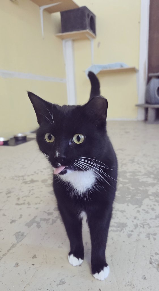RappCatsAdopt's tweet photo. Idris says it's not too late for a #tongueouttuesday picture!
This handsome boy is so #purfect!
#AdoptMe #Tuxie https://t.co/zFSFGogeYM