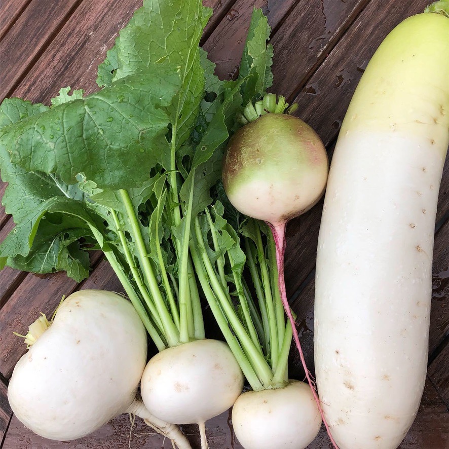 岸本華果👩‍🌾📚農経・人類学 tweet media