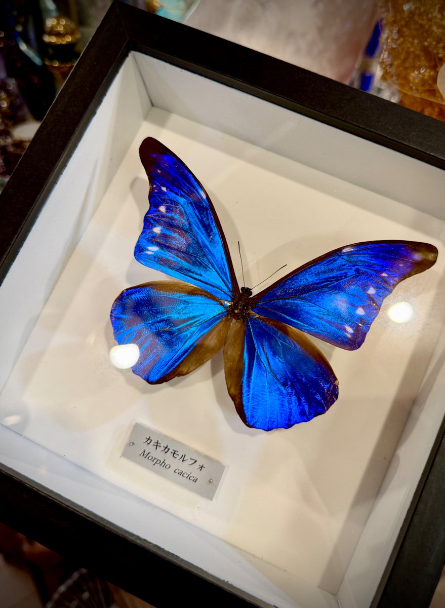 カキカモルフォの標本🦋✨