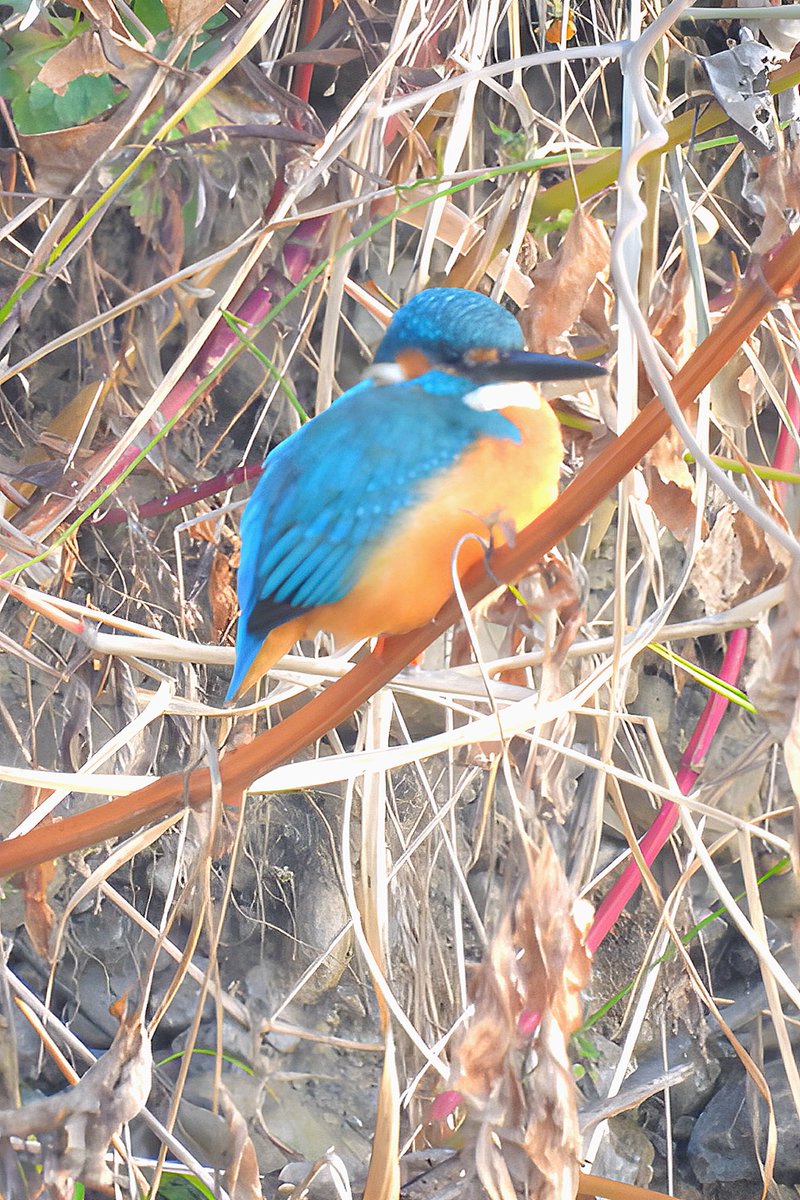 おはようございます！
入間市東町のラーメン一樹です

2月18日(水)通常営業通り営業します

限定B
辛味噌ラーメン950円

りくりゅうペア凄い凄い凄い凄い！
感動しました
本日もよろしくお願い致します！