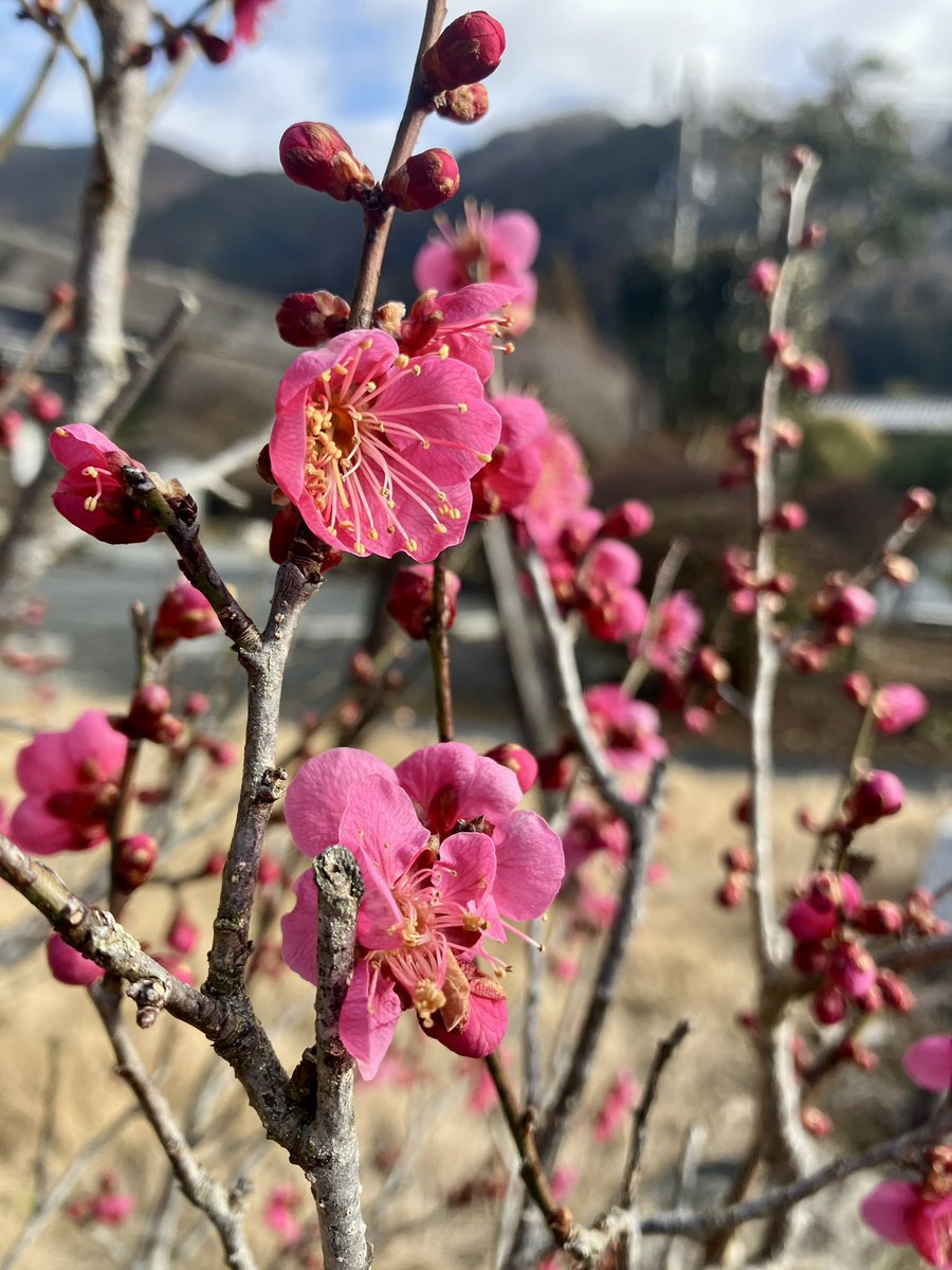 おはようございます☀

庭の紅梅が咲きました🙌

#奥多摩 #梅