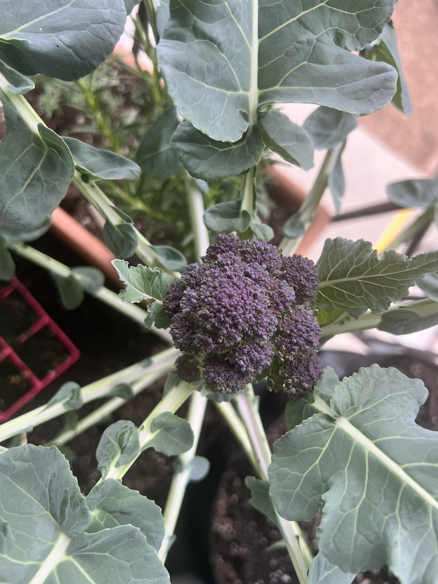 sophiabot tweet media