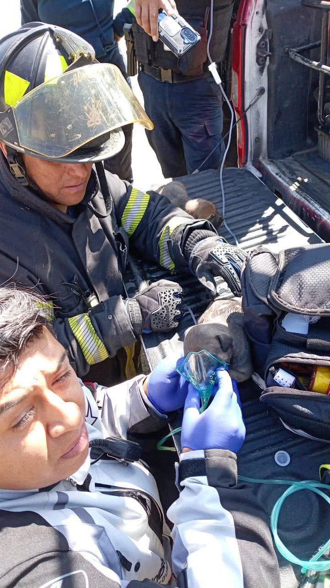 #Bomberos de Gobierno de Atizapán de Zaragoza #rescataron a 5 #perritos que se encontraban en el lugar del #incendio de este día, los cinco serán resguardados y puestos en #adopción.
