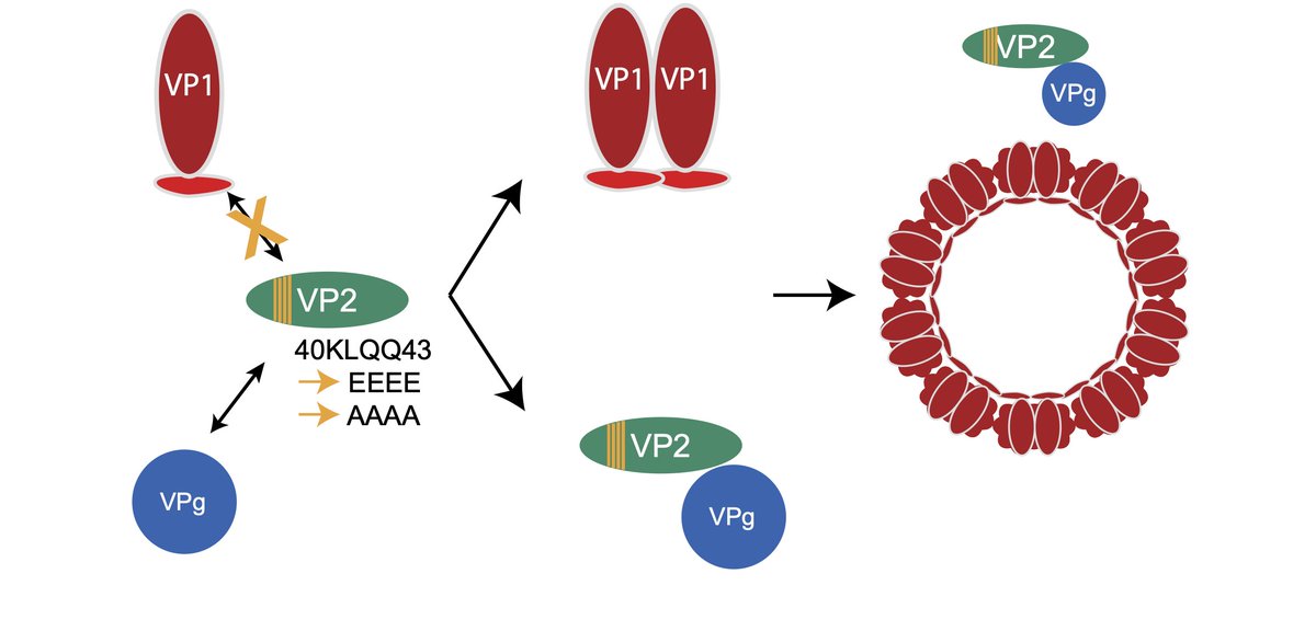 Estes Lab at BCM tweet media