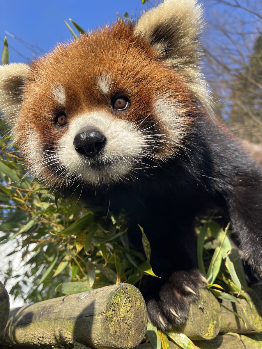 redpanda_kazu (@Kazu785) / Posts / X