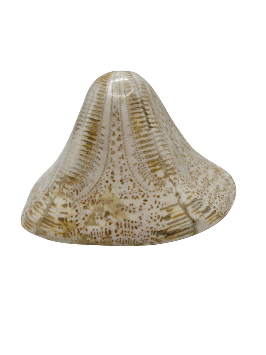 PFossils's tweet photo. Clypeaster Miocene Age Echinoid from Morocco #18 Add a stunning piece of prehistoric ocean history to your collection! This genuine Clypeaster echinoid dates back to the Miocene Age and was discovered in Taza, Morocco, North Africa
https://t.co/qS1zw42Sl4
#Clypeaster #Echinoid https://t.co/mssf7fwe9g