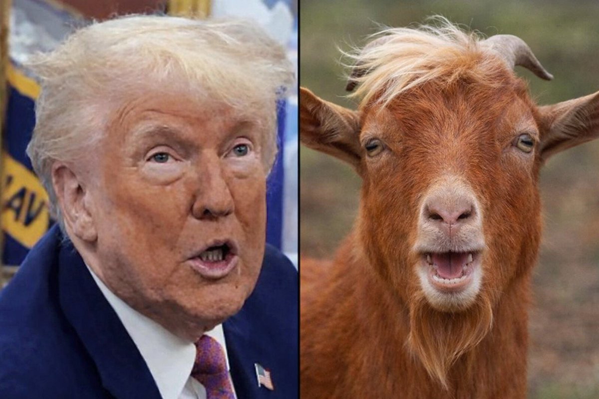 Breaking: Donald Trump is the GOAT of the Epstein files.