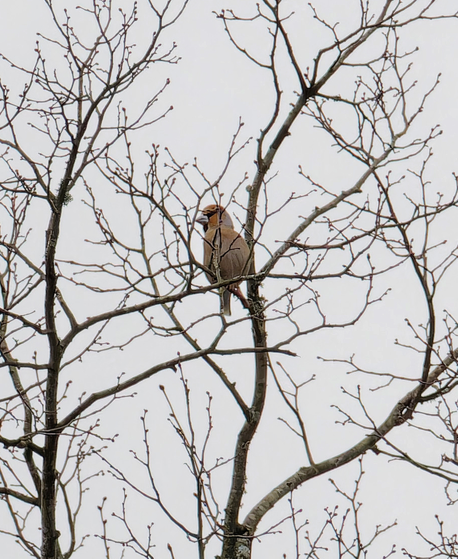 Mark Dowie tweet media