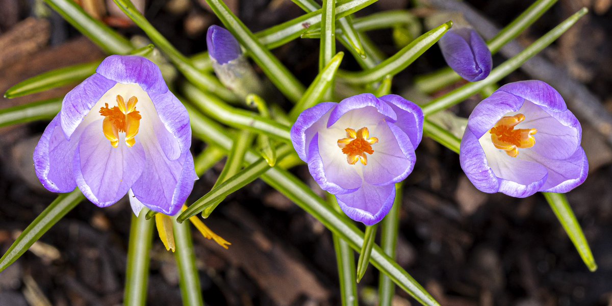 lewisginter's tweet photo. Consider this your nudge from nature! Across the Garden, the first blooms are stirring, petals unfurling and color returning to the landscape. Step into the season and spend a little time outside. 🌿🌺 https://t.co/S3VYMQnNCo #rva #virginia #blooms 

📷: Tom Hennessy https://t.co/4FafX1X8DU