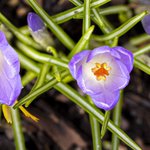 Photo by Lewis Ginter Botanical Garden (@lewisginter)