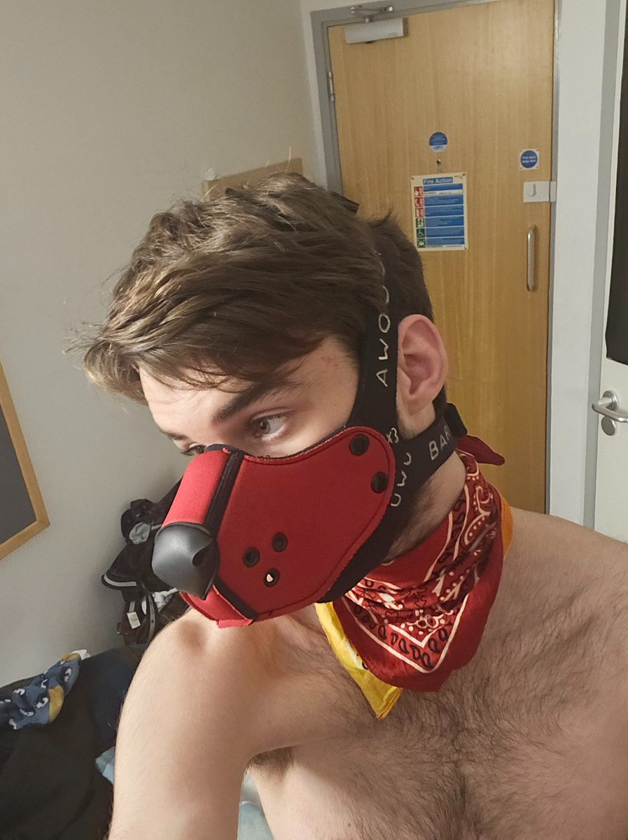 Padded Pup Riot :3 🔜 Animalz tweet media