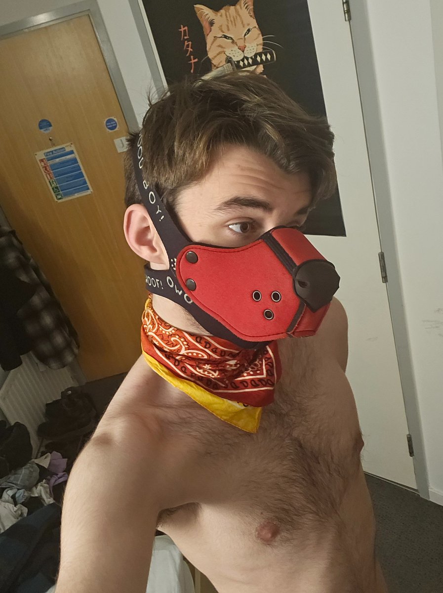 Padded Pup Riot :3 🔜 Animalz tweet media