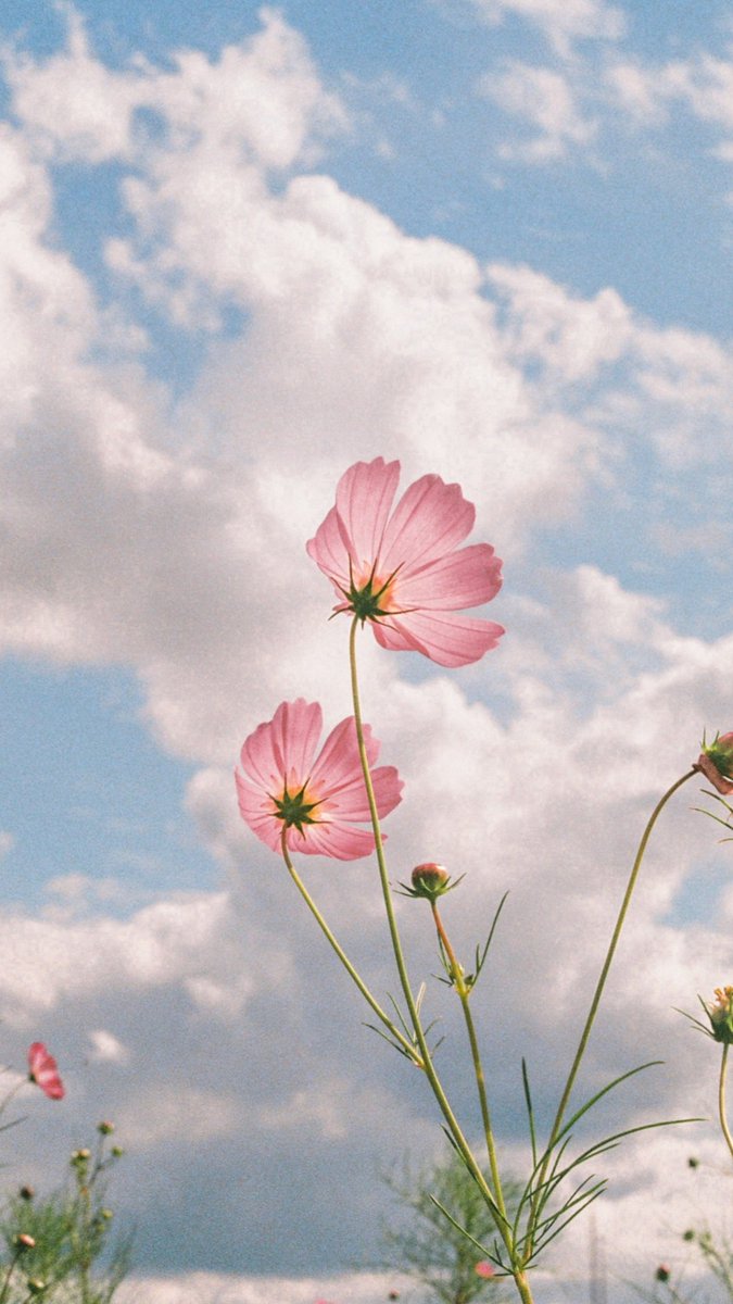 배경화면 배포.
제가 적용해봤을때 괜찮았던 사진들 9:16비로 잘라왔습니다.

개인용 배경화면, 카톡배경으로 '만' 사용가능.
🚫재업로드 금지🚫