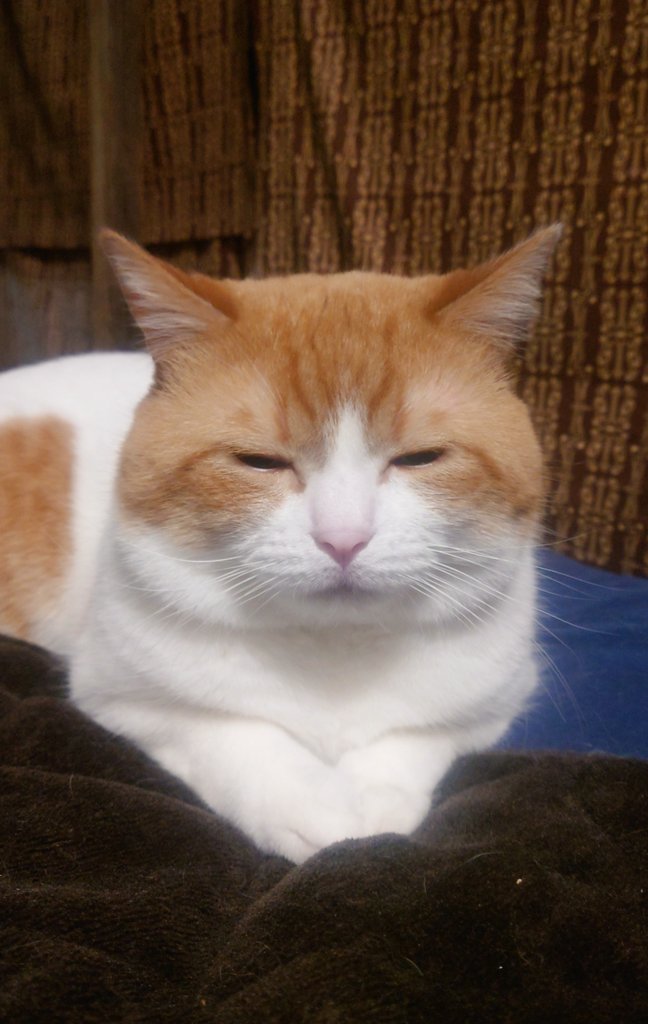 おちゃまる (@ochamarusan0126) / Posts / X