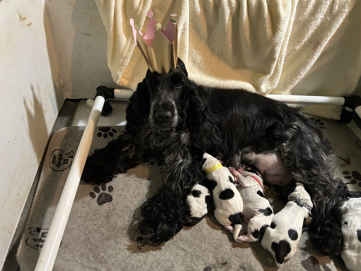 Dogs, Dogs, Dogs. All day, 24/7. Dogs are my life.