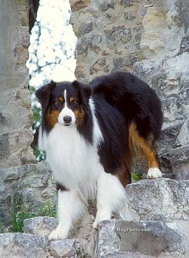 DogsTruth (@kwcwrites) on Twitter photo 