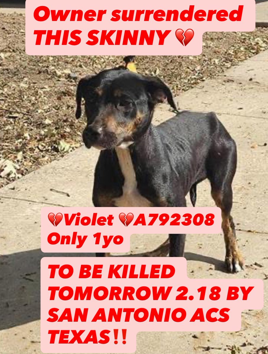 _taysmyoxygen1d's tweet image. ⚠️✋🏼#ROTTWEILER MIX VICTIM OF CRUELTY TO BE KILLED TMW 2.18 BY #SANANTONIO ACS #TEXAS‼️

VIOLET 💜#A792308 1.1yo, 40lb, hw-
🏳️owner surrender

💔fearful, dog friendly (ask app for space)

🚨underweight (BCS 1.5/9), fecal exam positive for hookworms

#AdoptDontShop #Foster #Pledge
