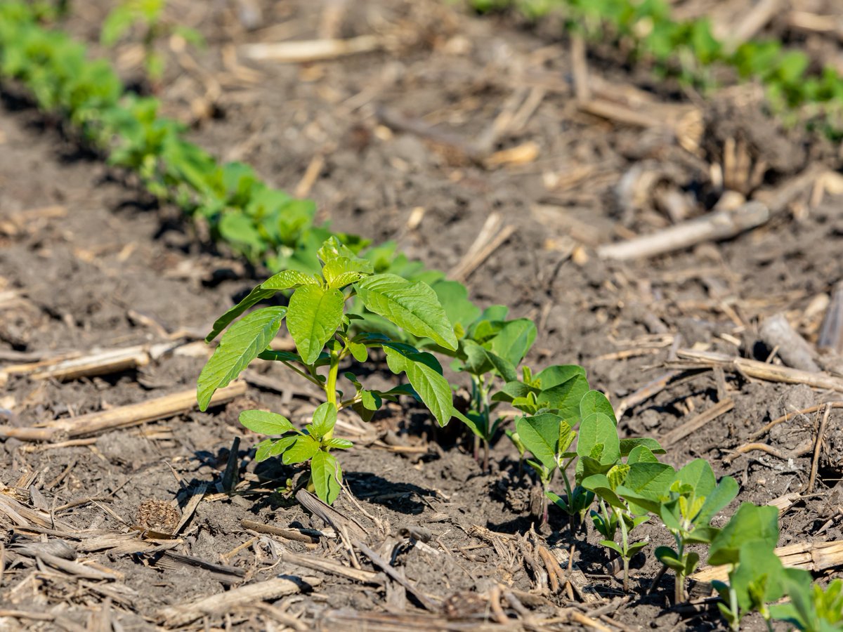 K-State Extension tweet media