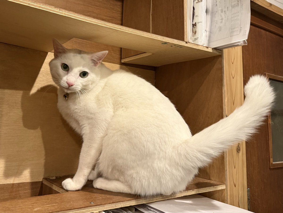 金　#愛玩動物看護師 動物病院勤務

土　#猫ホテル まるねこ３匹出発→ #ペット後見 #老猫ホーム ご見学→ 猫ホテル新規猫さんお迎え＋通院代行

日　まるねこ開放デー→猫ホテル見学→ ペット後見ご見学

月　動物病院勤務

火　ペット後見ご見学→食欲不振のこね通院

写真は通院後低テンションこね