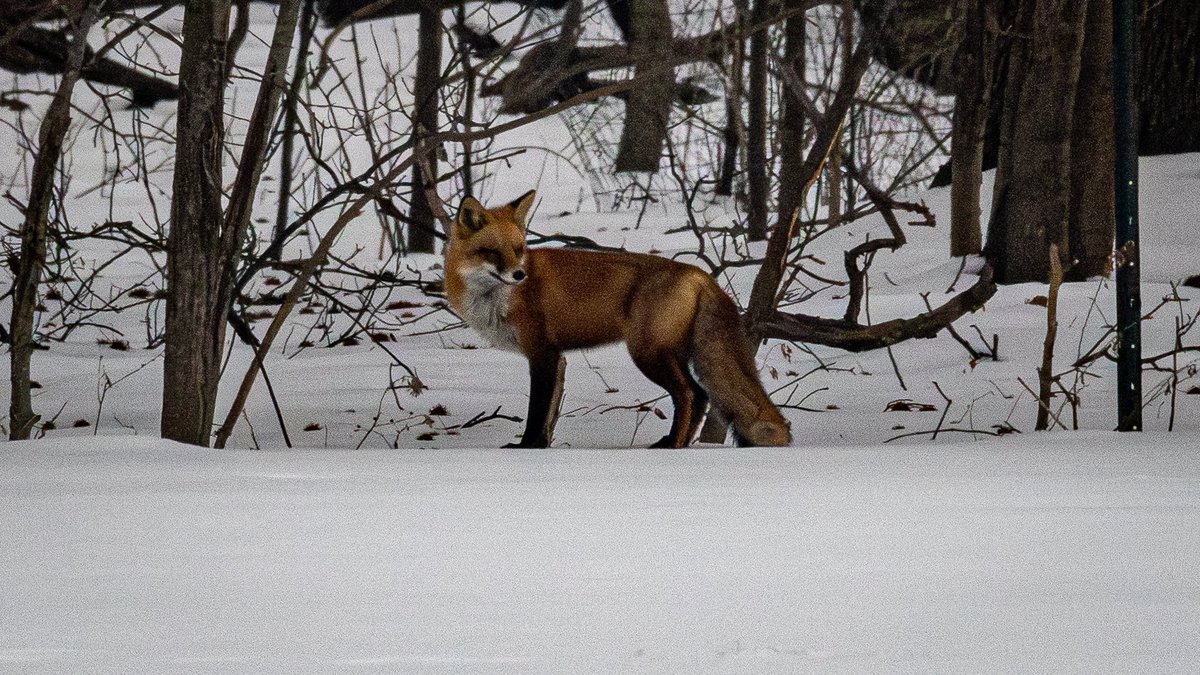 🦦Wild New York🐺 tweet media