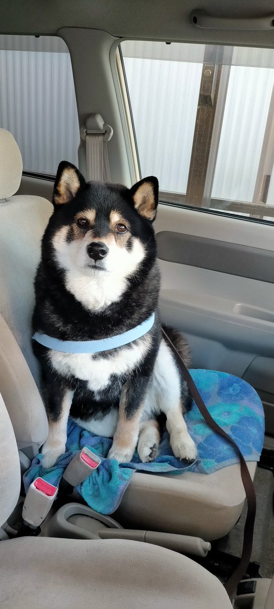 まめたろう (@mamemamemakmaki) / Posts / X