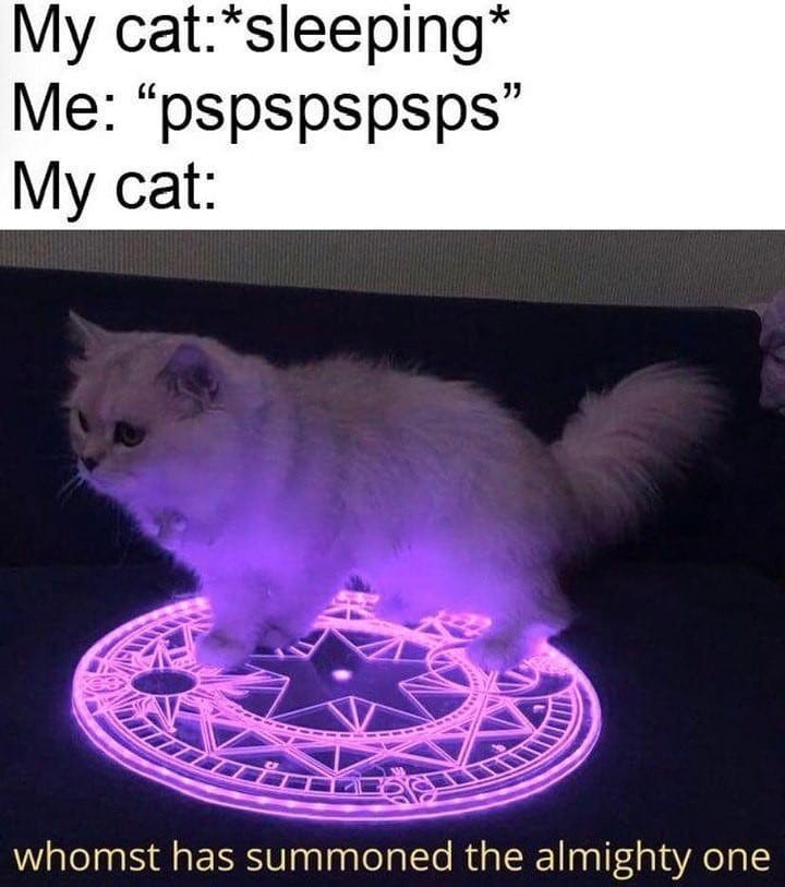 smol silly cat (@catsillyness) on Twitter photo 