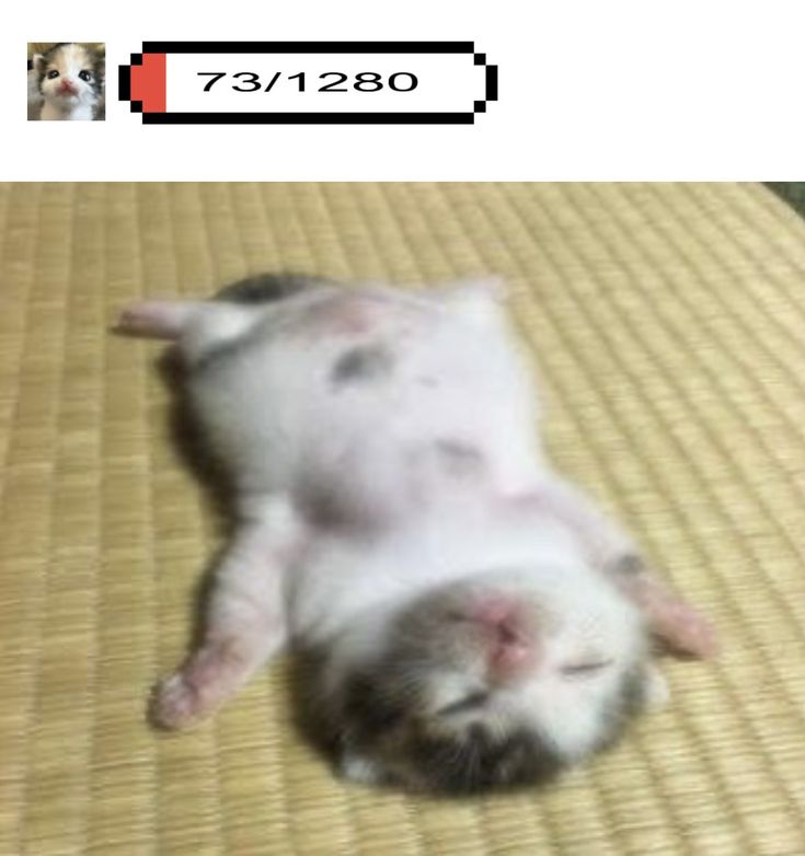 smol silly cat (@catsillyness) on Twitter photo 