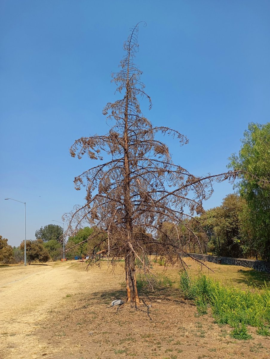 Para el, la #Primavera no llegará.
#CiudadUniversitaria
#ExolorandoAndo