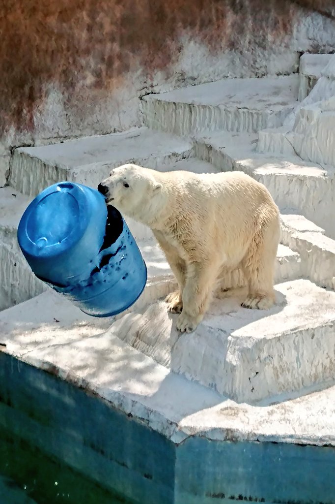 #TLをゴーゴでいっぱいにしよう
#PolarBear
#優しい顔した最強パワー✨

　　へい！ゴーゴ🫡

　これどうぞ〜って　

　　どないするんや〜😂💦

　I LOVE　Go　Go　これからも