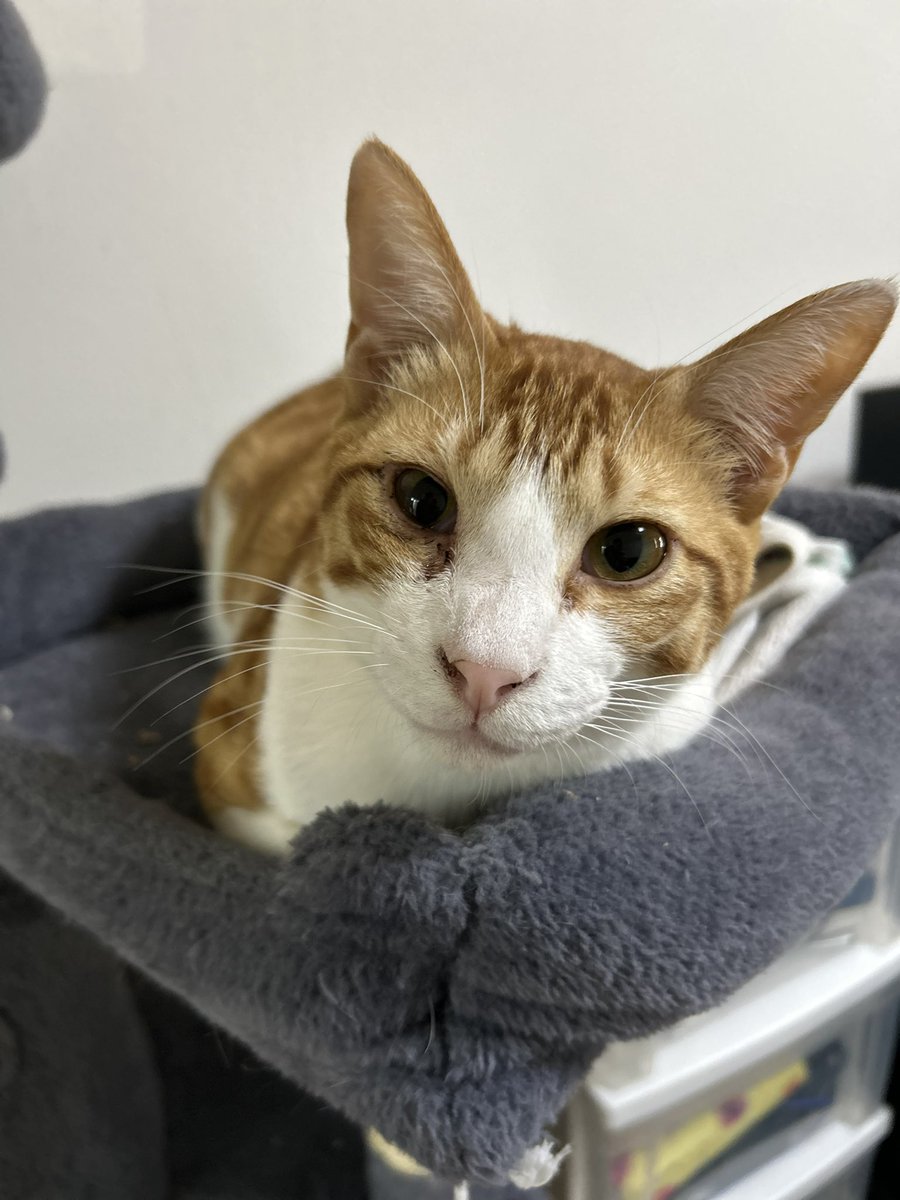 いってきます。と声かけた時の顔