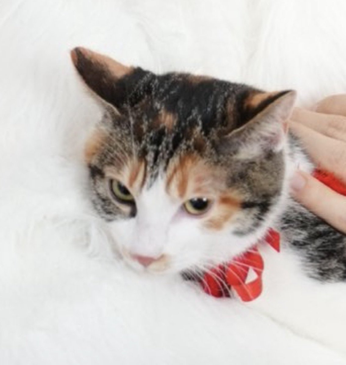 หม่าม๊าเสียใจแล้ววว บอกไม่ใช่นู๋นูกูได้ไง หน้าชีก็เหมือนเดิม เพิ่มเติมเหมือนปะป๊า นึกถึงมีมฉันอุ้มท้องมา9เดือนลูกหน้าตาเหมือนพ่อ55355535555353536363663