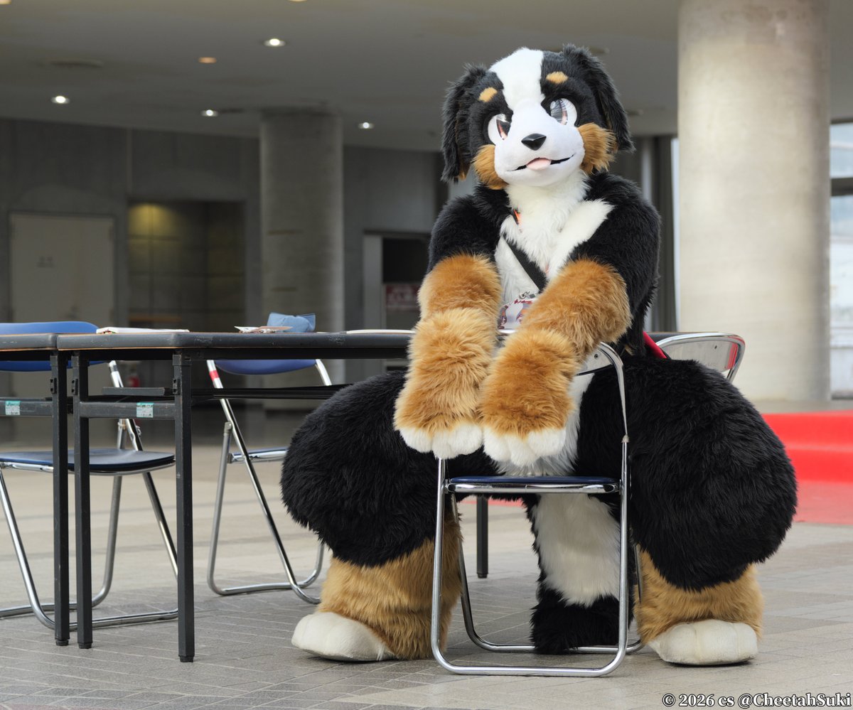 CheetahSuki's tweet photo. クラッセくん
#まろまーる2026 #FursuitEveryday https://t.co/YGocf86Bv8