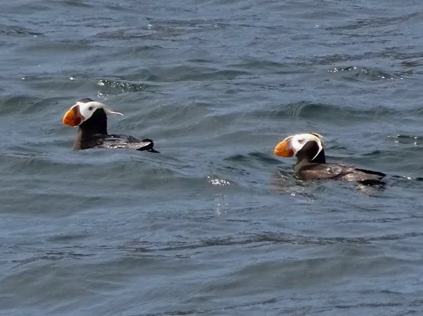 Going with the flow #puffins