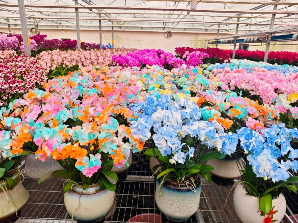 山东潍坊青州市新春年宵花
