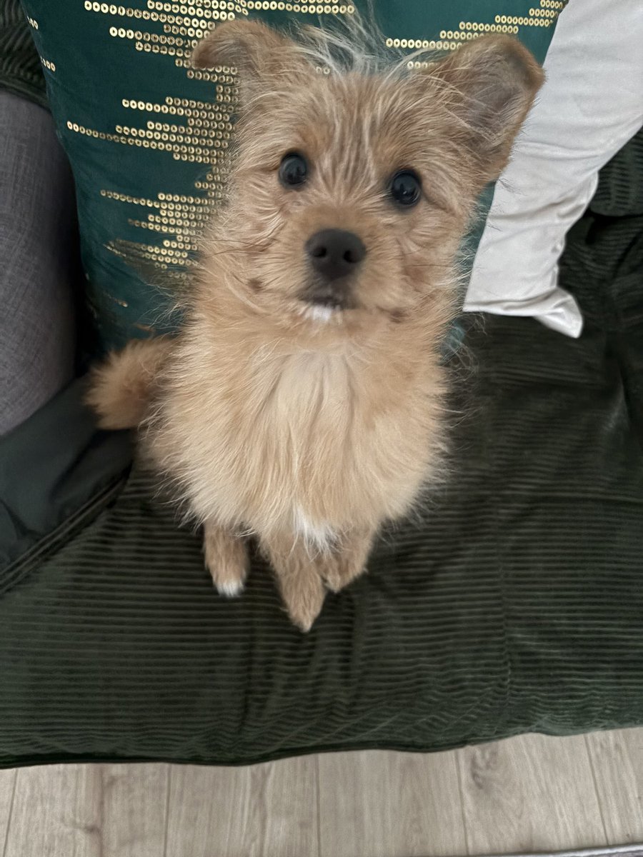 ash | BELMONT’S CURSE🩸 tweet media