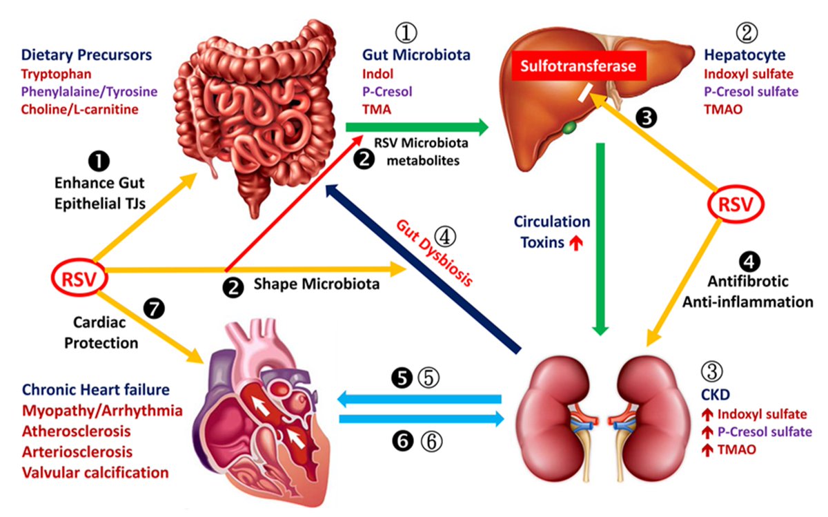 David Sinclair tweet media