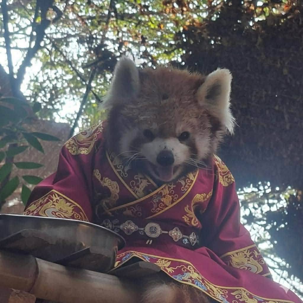 kringkrengg's tweet image. ให้เกียรติหนุ่มตี๋ฮาชิกับสาวหมวยฮานะด้วยนะคับพี่ ๆ มาจีนทงจีนเทาอะไรก๊านนน