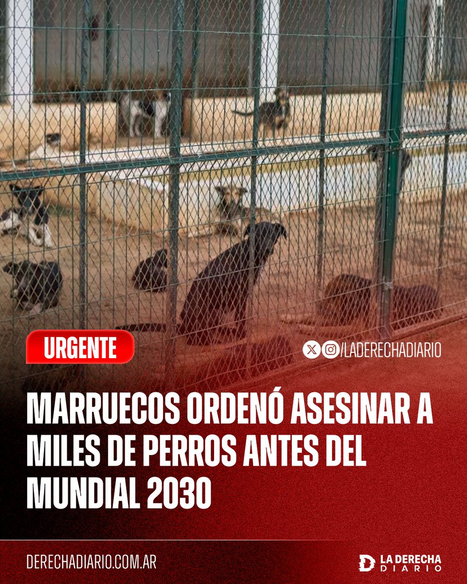 laderechadiario's tweet image. 🚨🇲🇦 | ENFERMOS MENTALES: El régimen musulmán de Marruecos ordenó asesinar a todos los perros del país para "limpiar las calles" antes del Mundial 2030, al considerarlos "haram" bajo el islamismo.