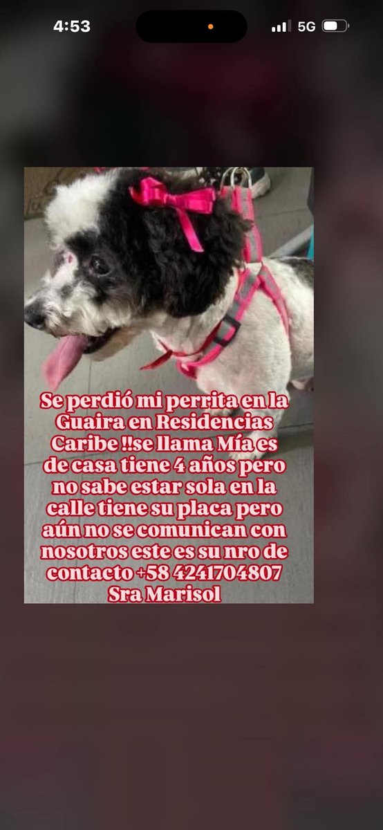 Atención La Guaira. Residencias Caribe. Por favor cualquier información es importante, se perdió ayer en la tarde, tiene collar rojo y está recién afeitada.