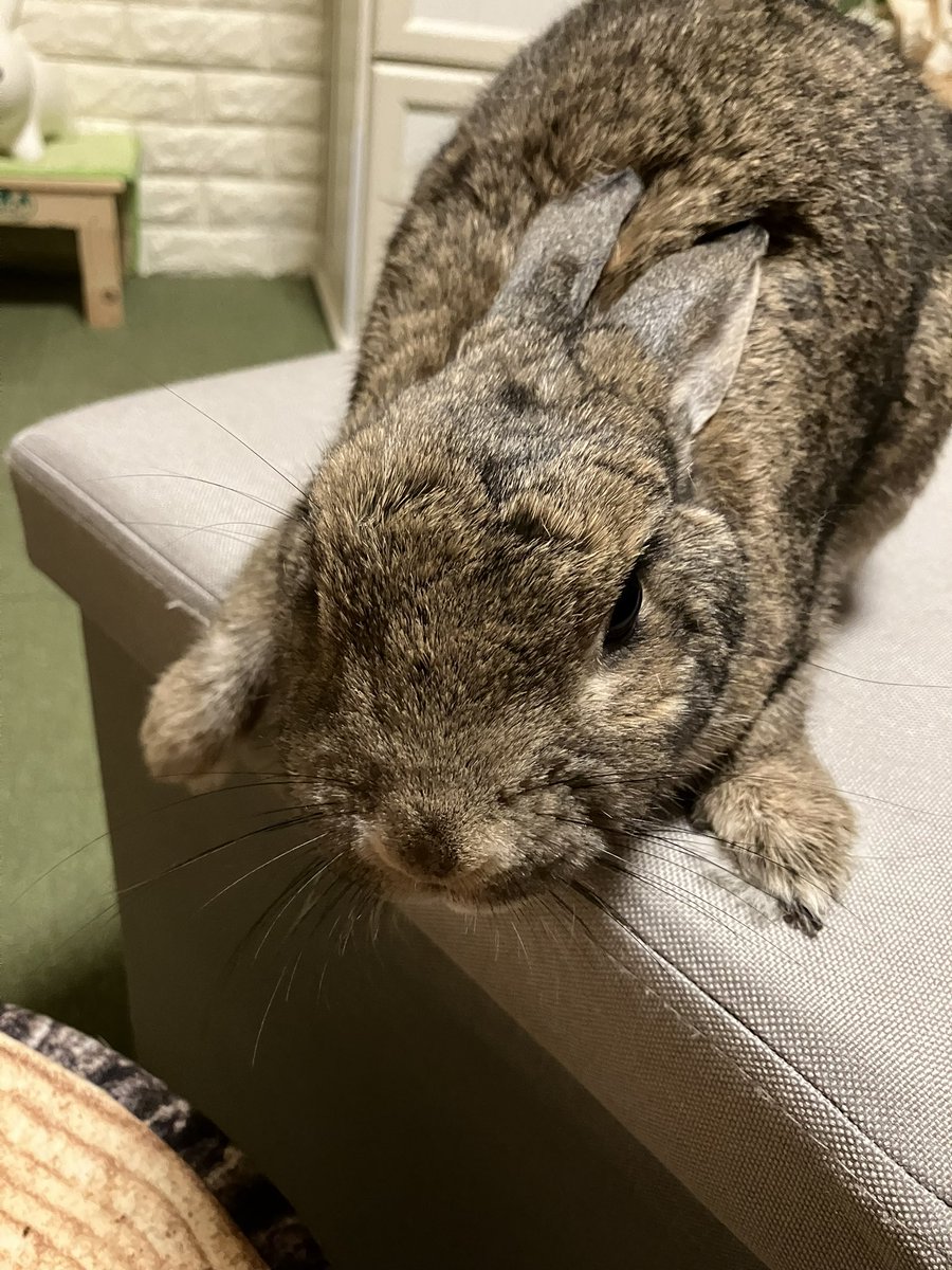 お月様組の「まる」が蚊帳の外っぽくて悲しみ💔