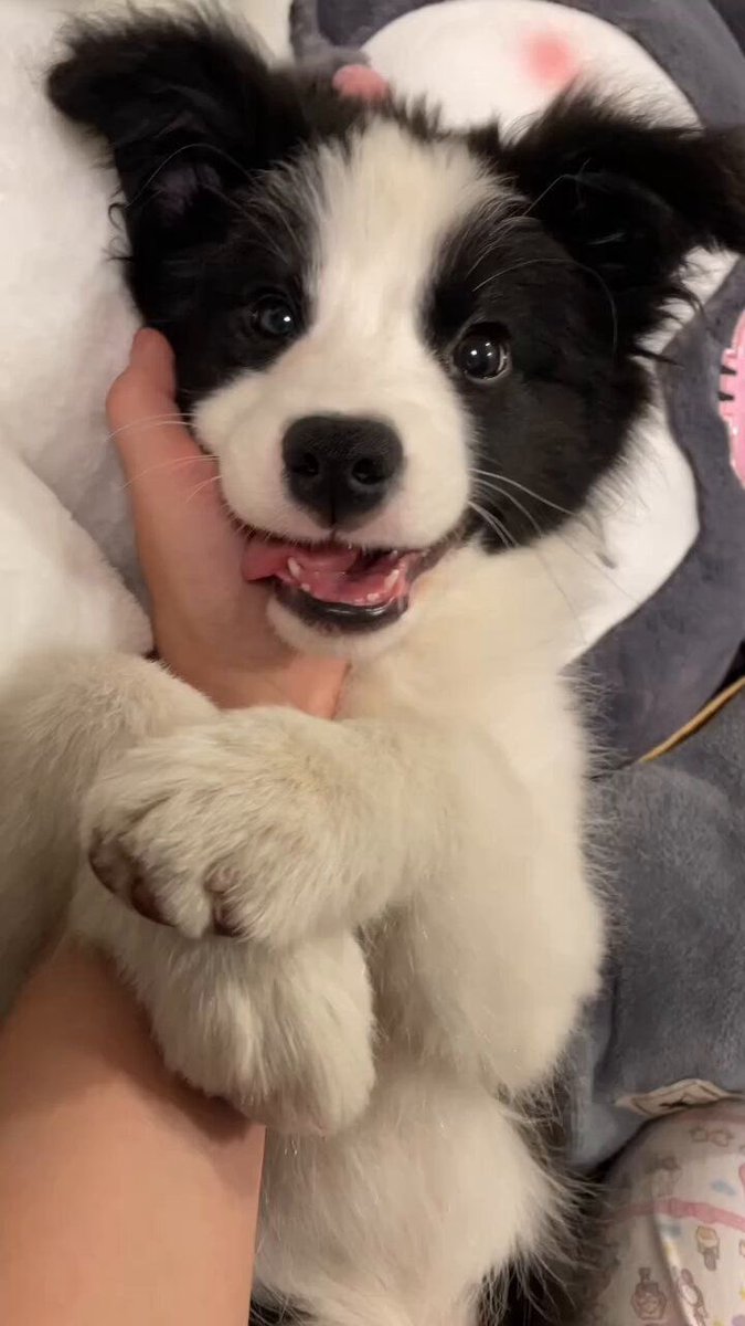 💖 (@twaniimals) on Twitter photo 