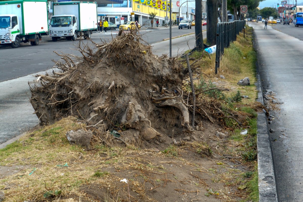 Ayer también vi nuevamente este tronco y recordé el siniestro del 6 de junio del 2021.
El bus articulado RM 2790 nunca fue retenido. Otra irregularidad dentro de la operación ilegal en el CCN que nunca fue investigado oficilamente.
Foto 2 <a href="/AMT_Quito/">AMTQuito</a>, publicada por <a href="/ECU911Quito/">Coordinación Zonal 2-9 ECU 911 Quito</a>.